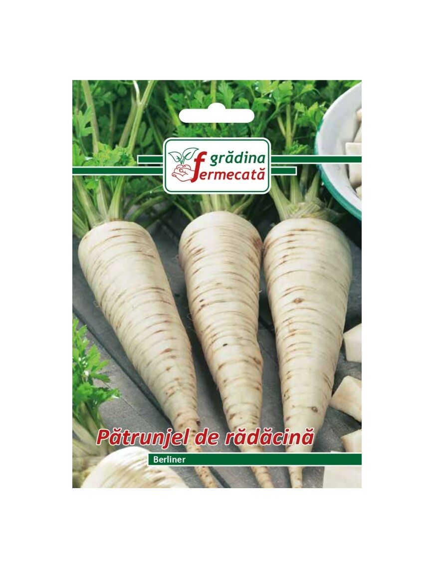 Seminte Patrunjel Radacina BERLINER , GRADINA FERMECATA - 3 GR