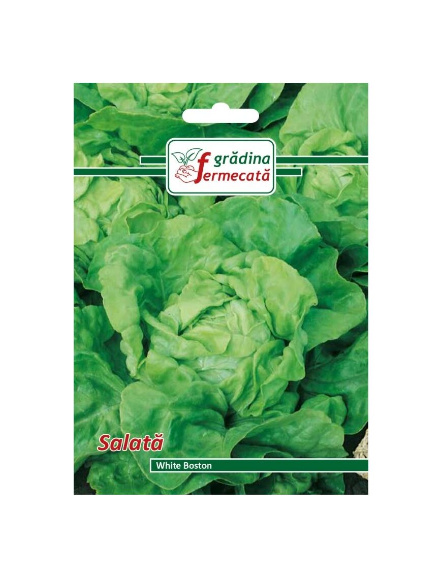 Seminte Salata WHITE BOSTON , GRADINA FERMECATA - 2 GR