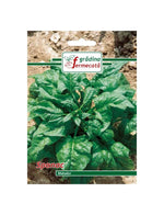 Seminte Spanac MATADOR , GRADINA FERMECATA - 9 GR