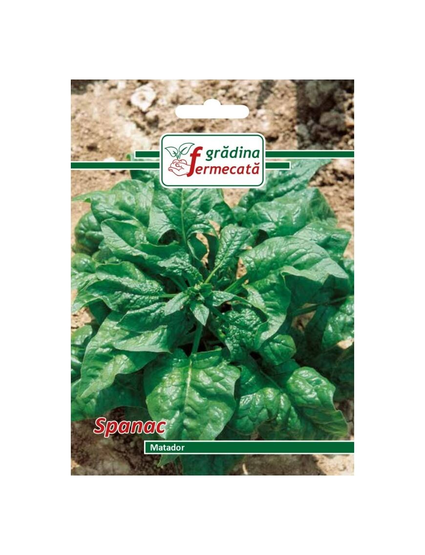 Seminte Spanac MATADOR , GRADINA FERMECATA - 9 GR