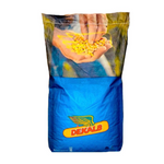 DKC 4391, FAO 300 - 340, Samanta porumb Dekalb (sac 80.000 boabe)