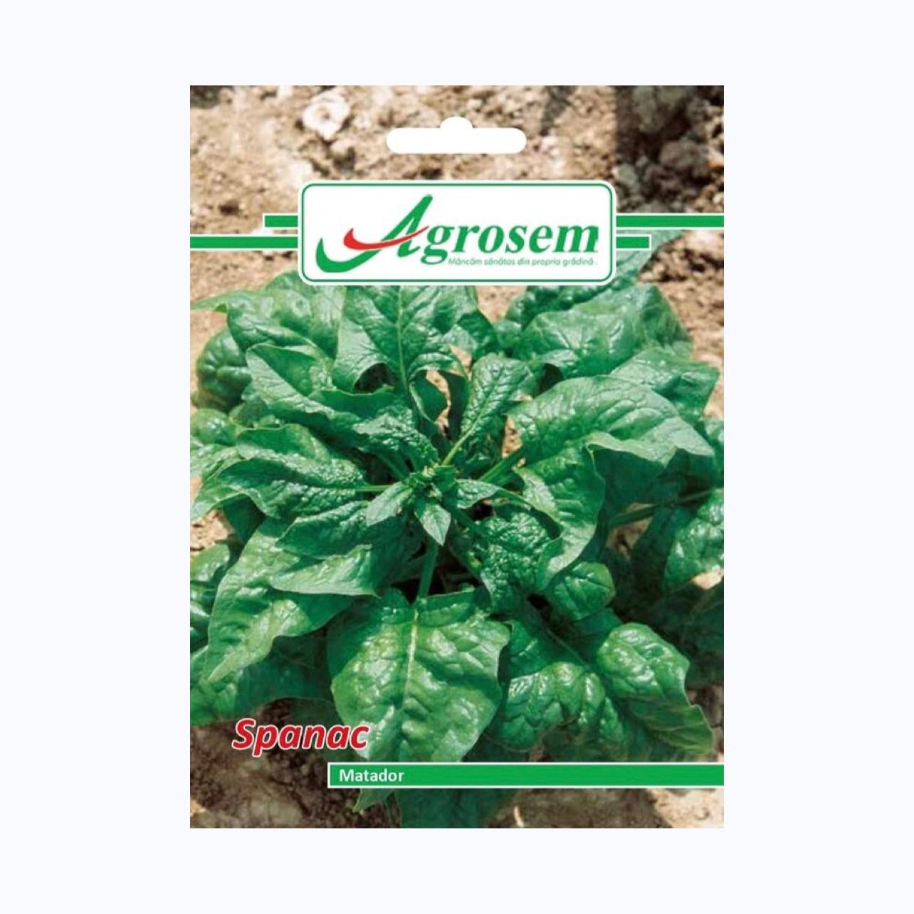 Seminte Spanac MATADOR, AGROSEM - 18 GR