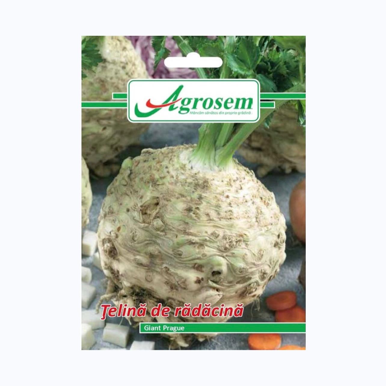 Seminte Telina de Radacina GIANT PRAGUE, AGROSEM - 2 GR