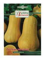 Seminte Dovleac Placintar WALTHAM BUTTERNUT, GRADINA FERMECATA