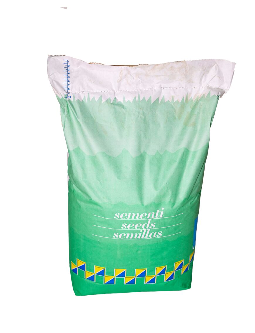 Semințe Trifoi Alb Drajat - 25 KG | Furaje Verzi și Pajiști Rezistente