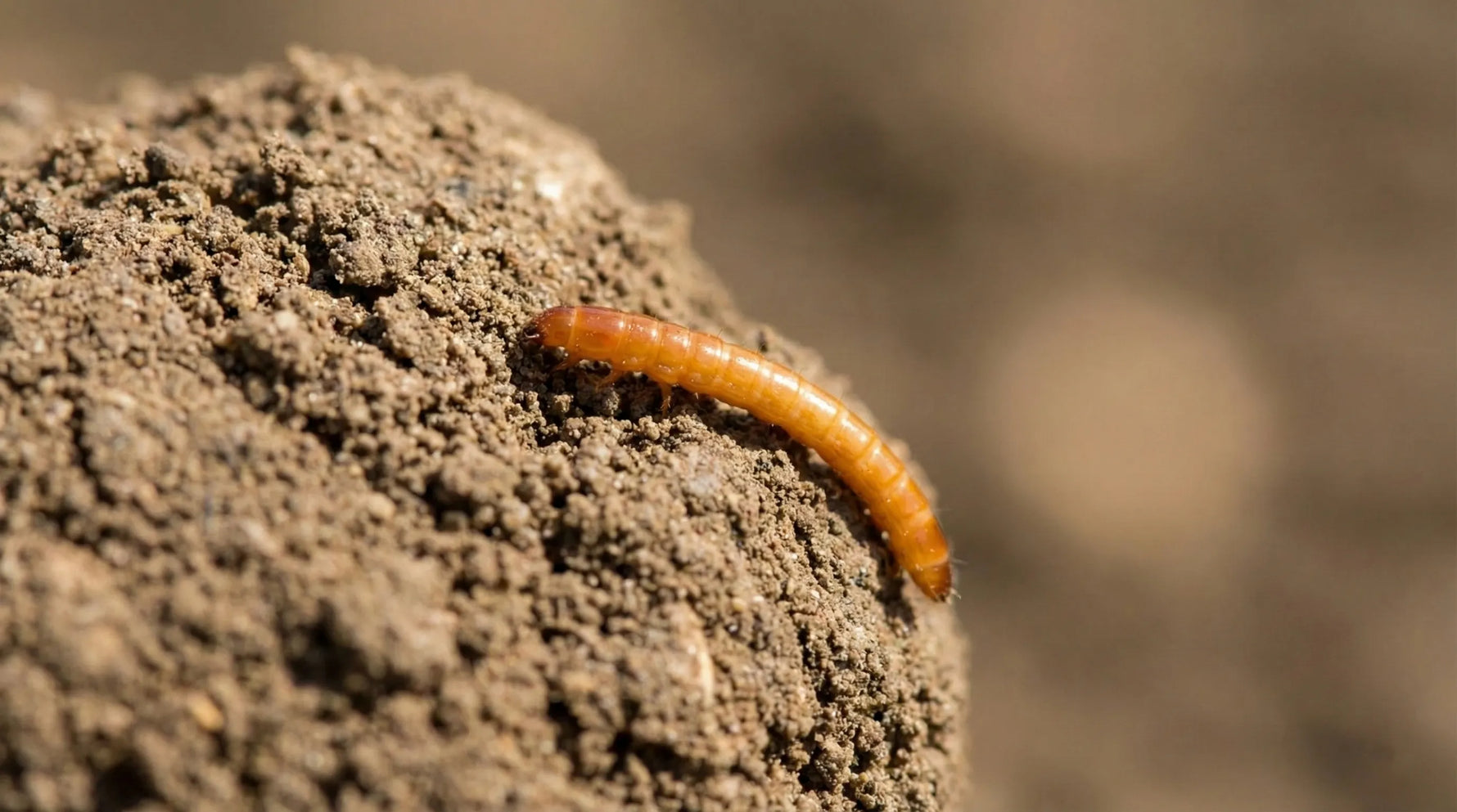 Dezinfectarea solului și combaterea dăunătorilor la plantare: Coropișnița și Viermii Sârmă (Ghid 2026)