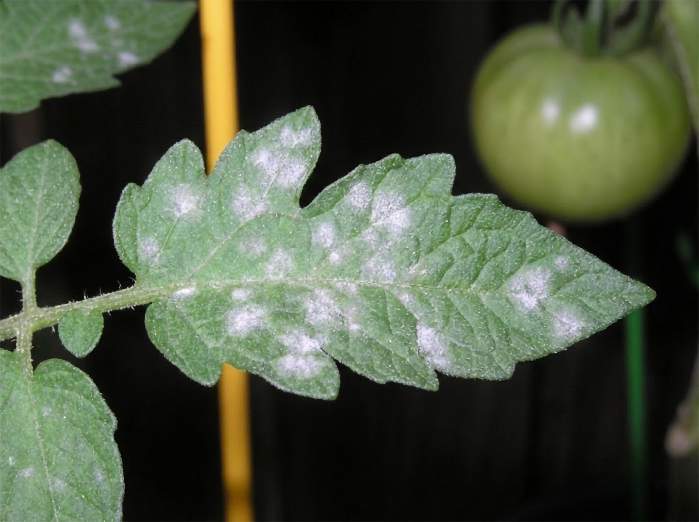 Făinarea la roșii: ghid complet pentru recunoaștere, prevenire și tratamente eficient