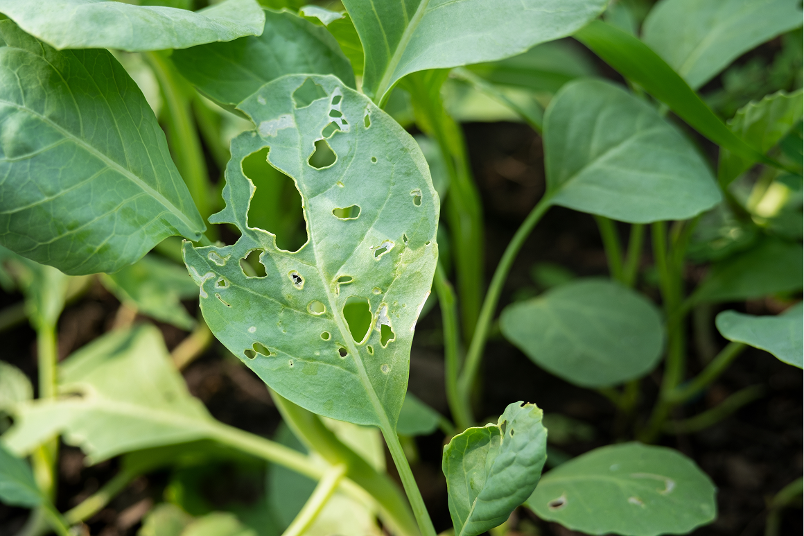 AGROSAN B : Soluția Eficientă împotriva Melcilor din grădina dumneavoastră!