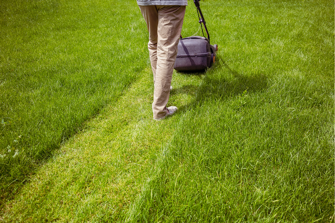 Gazonul Universal: Soluția Ideală pentru o Peluză Perfectă