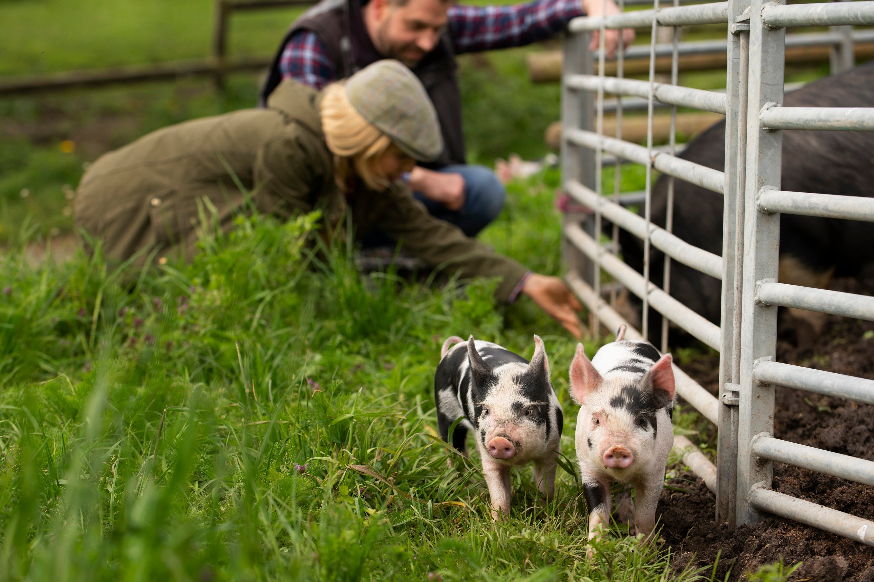 Furaje și concentrate pentru porci/animale: ce trebuie să știi pentru o nutriție optimă