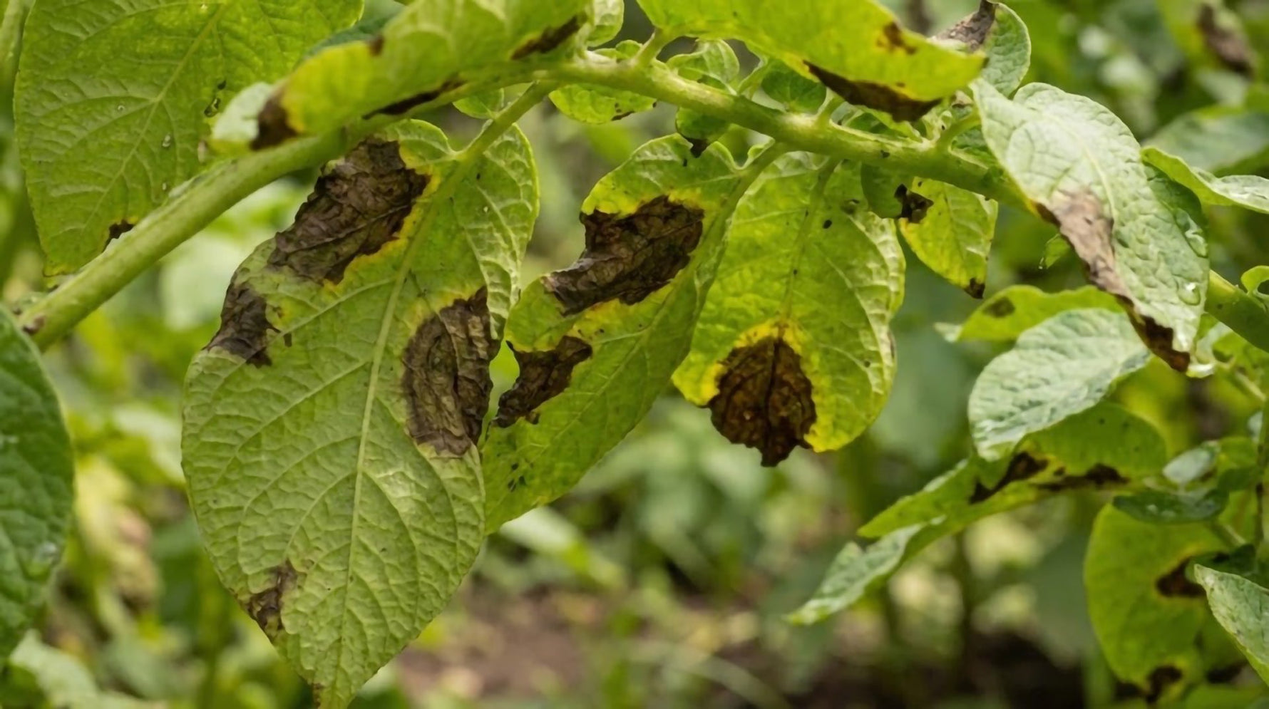 MANĂ LA CARTOFI - GHID COMPLET + TRATAMENT CU ZORVEC™