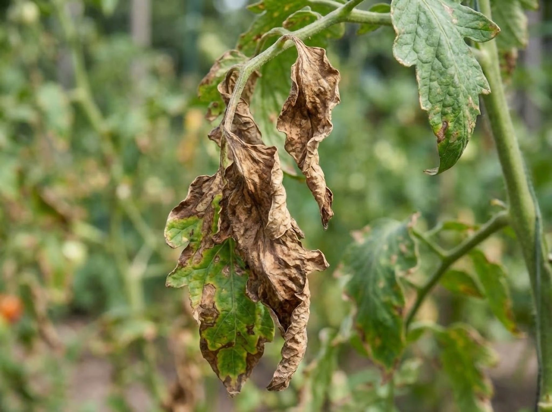 Ofilirea tomatelor: Fusarium, Verticillium și cum să nu pierzi cultura