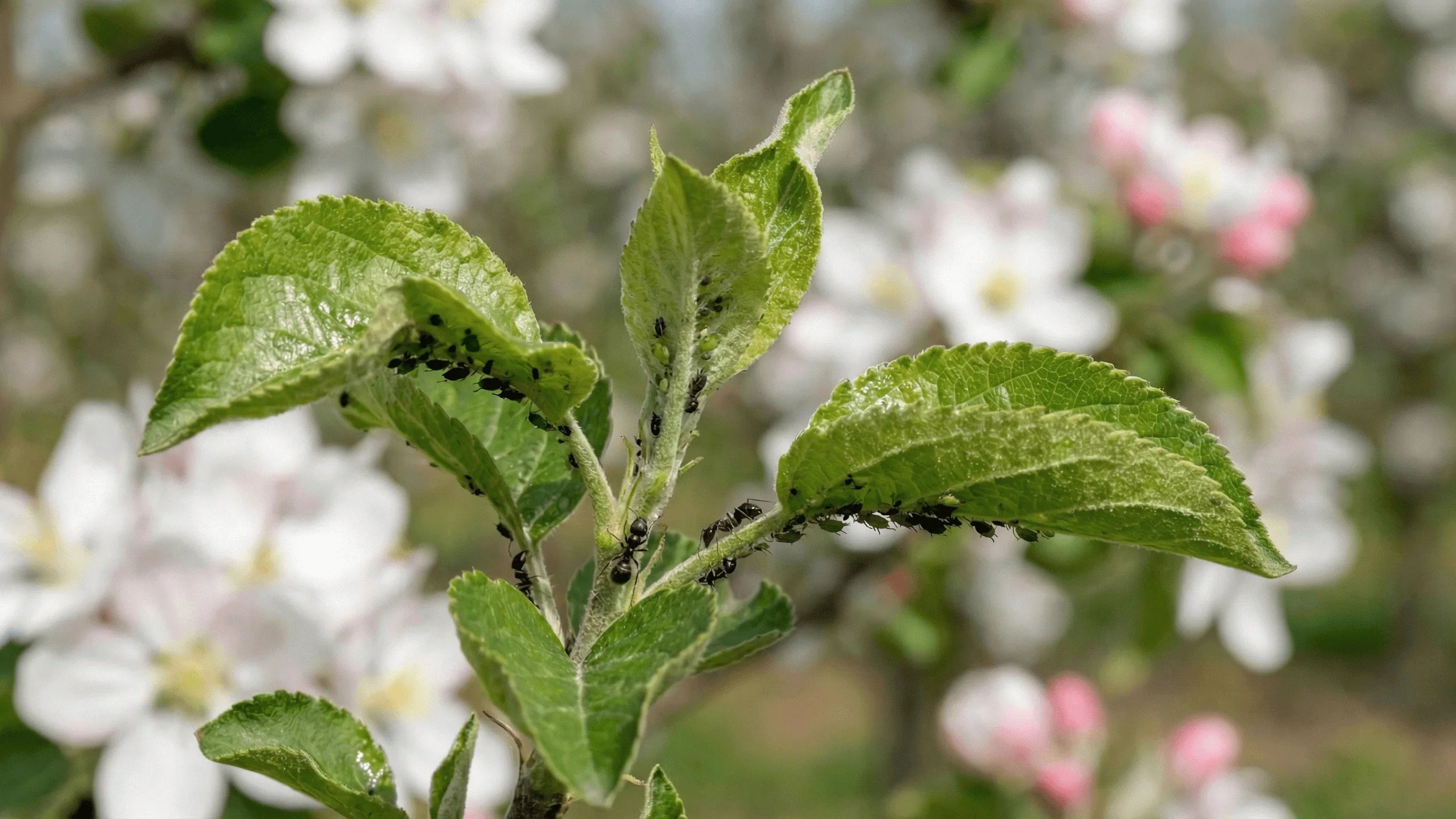 Frunze tinere de măr cu afide și furnici, început de atac cu frunze răsucite
