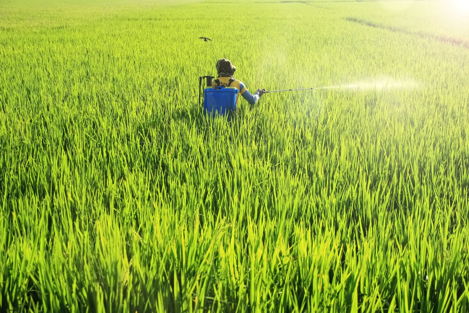 Pachete de tratament integrate: povestea unei culturi protejate „la timp” (Depozitul Grădinarului)