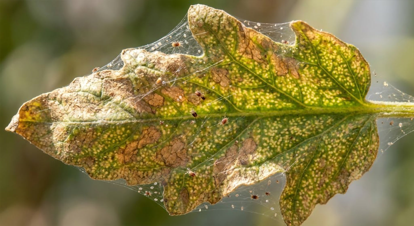 Păianjenul roșu la roșii: recunoaștere, prevenire și tratament