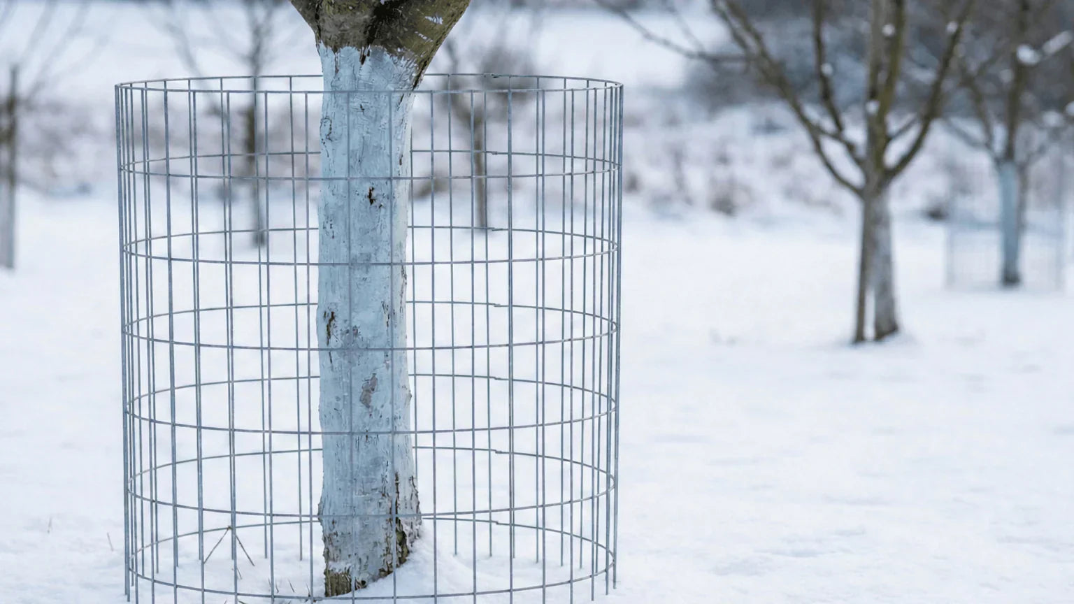 Pom tânăr iarna, cu trunchi văruit și protecție din plasă împotriva iepurilor și căprioarelor