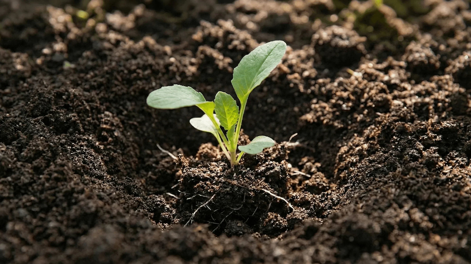Răsad tânăr plantat în sol, protecție la plantare împotriva coropișniței și viermilor de sârmă