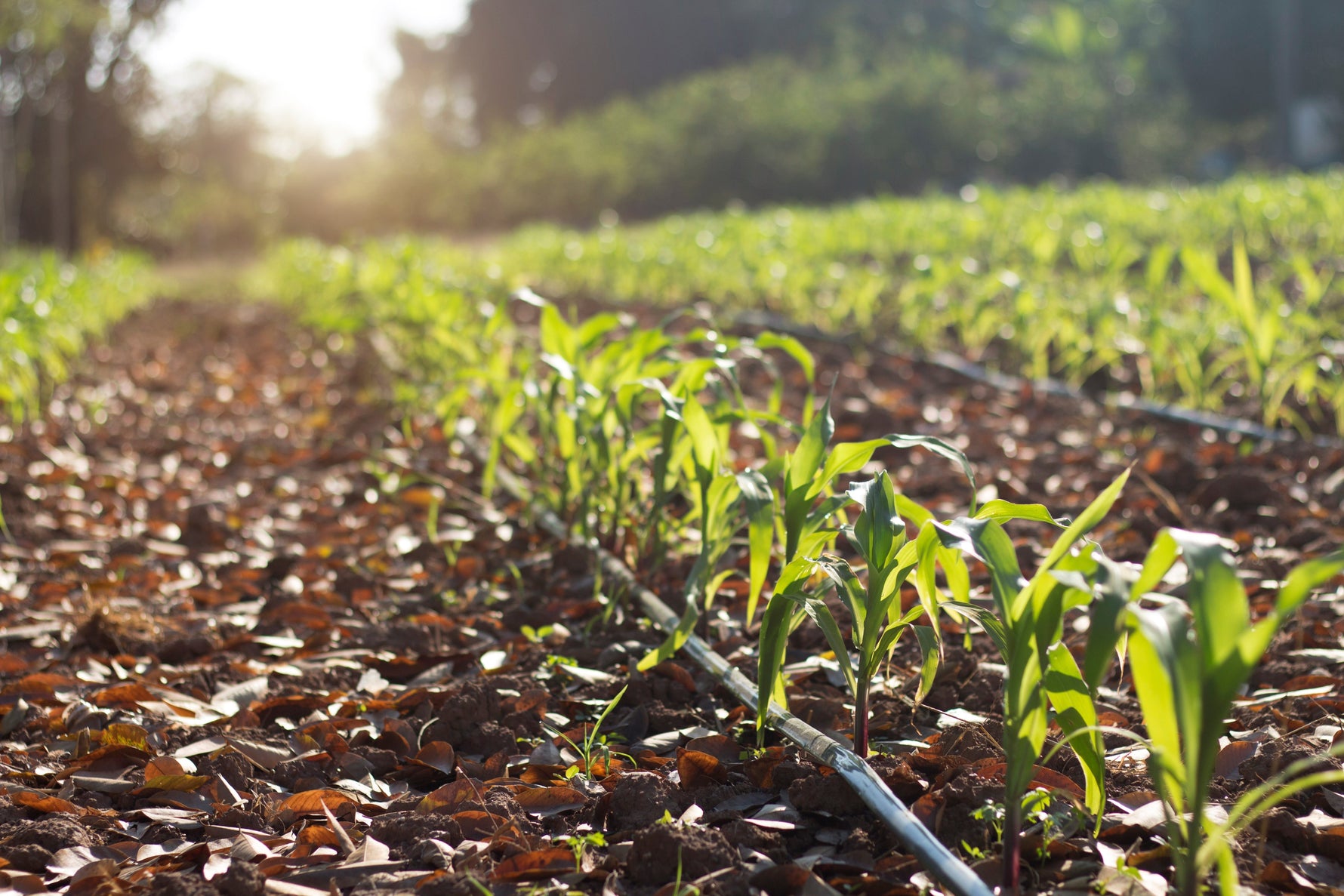Ghid complet pentru alegerea semințelor de porumb: hibrizi vs. soiuri tradiționale