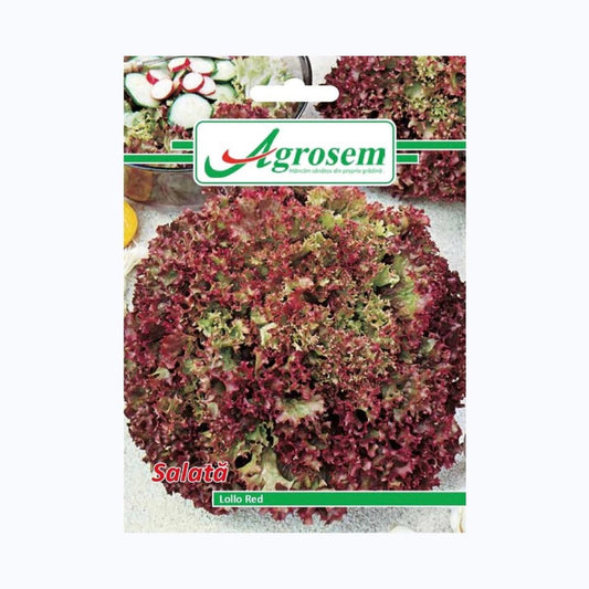 Seminte Salata LOLLO RED, AGROSEM - 2 GR, Frunze Crete Rosii