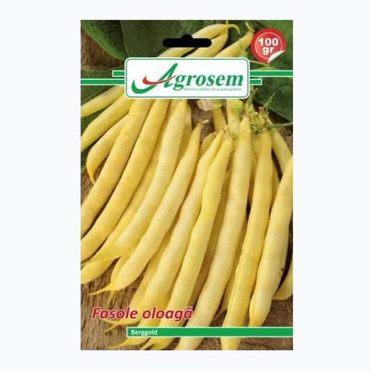 Seminte Fasole Oloaga BERGGOLD, AGROSEM - 100 GR