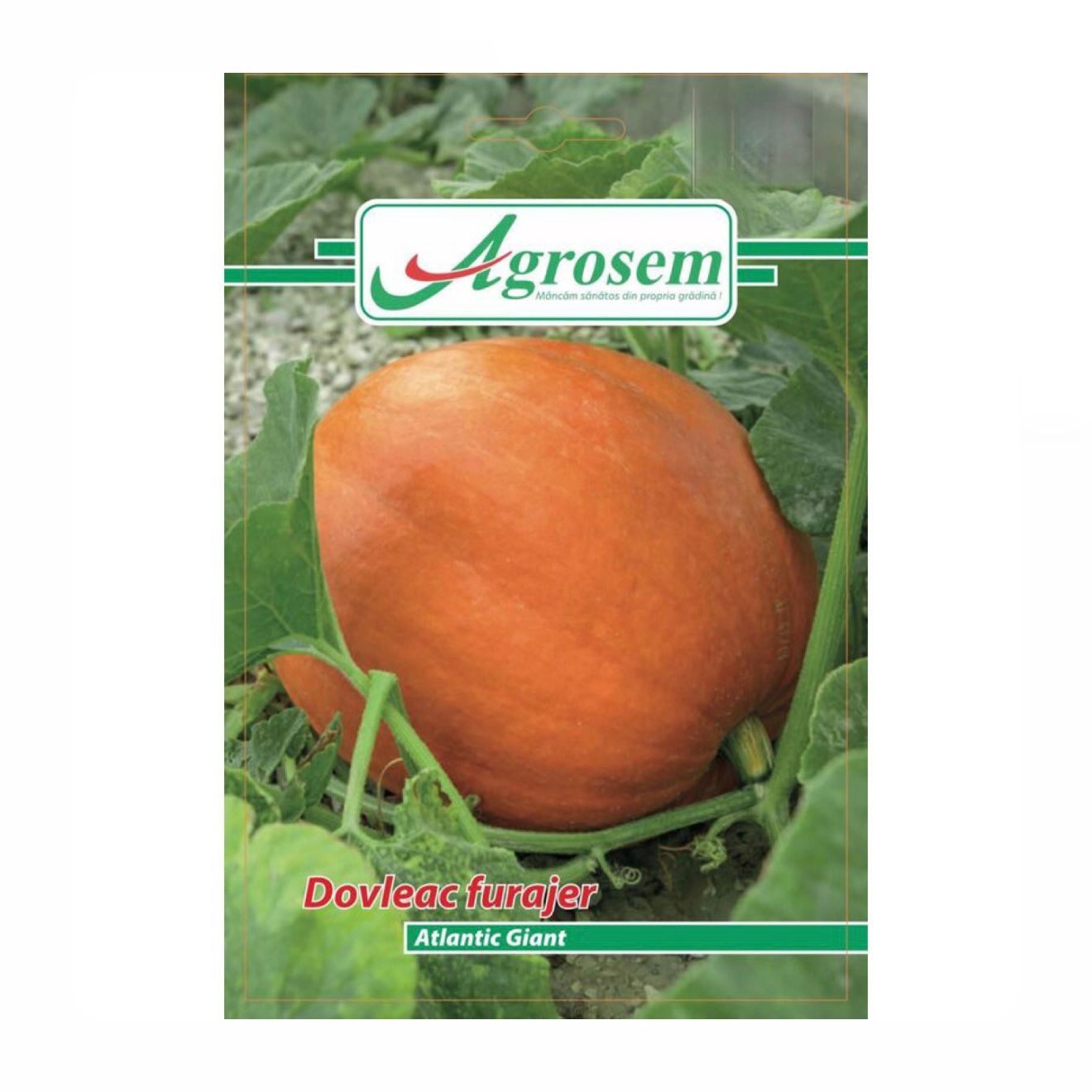 Seminte Dovleac Furajer Atlantic Giant, Agrosem - 1 GR
