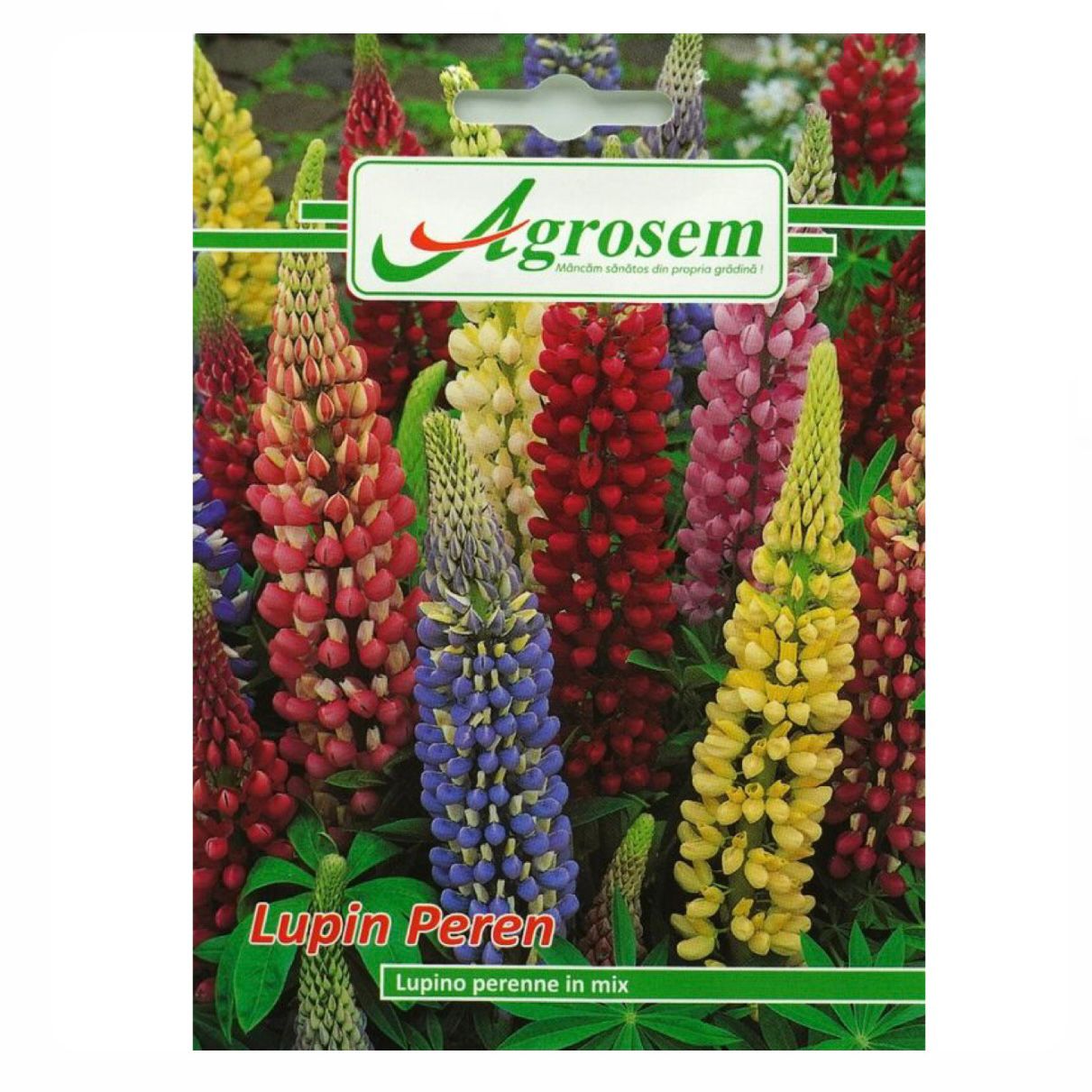 Seminte Flori LUPIN PEREN, Agrosem - 0.5 GR