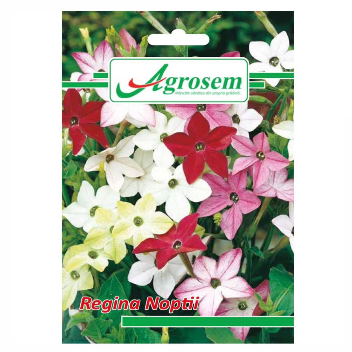 Seminte Flori REGINA NOPTII, Agrosem - 0.5 GR