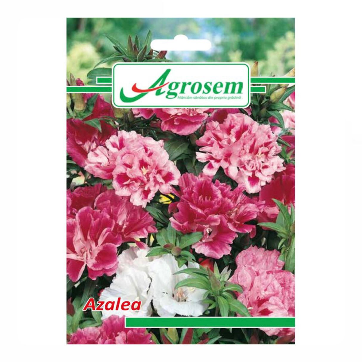Seminte Flori AZALEA, Agrosem - 0.4 GR