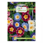 Seminte Flori CONVOLVUS, Agrosem - 2 GR