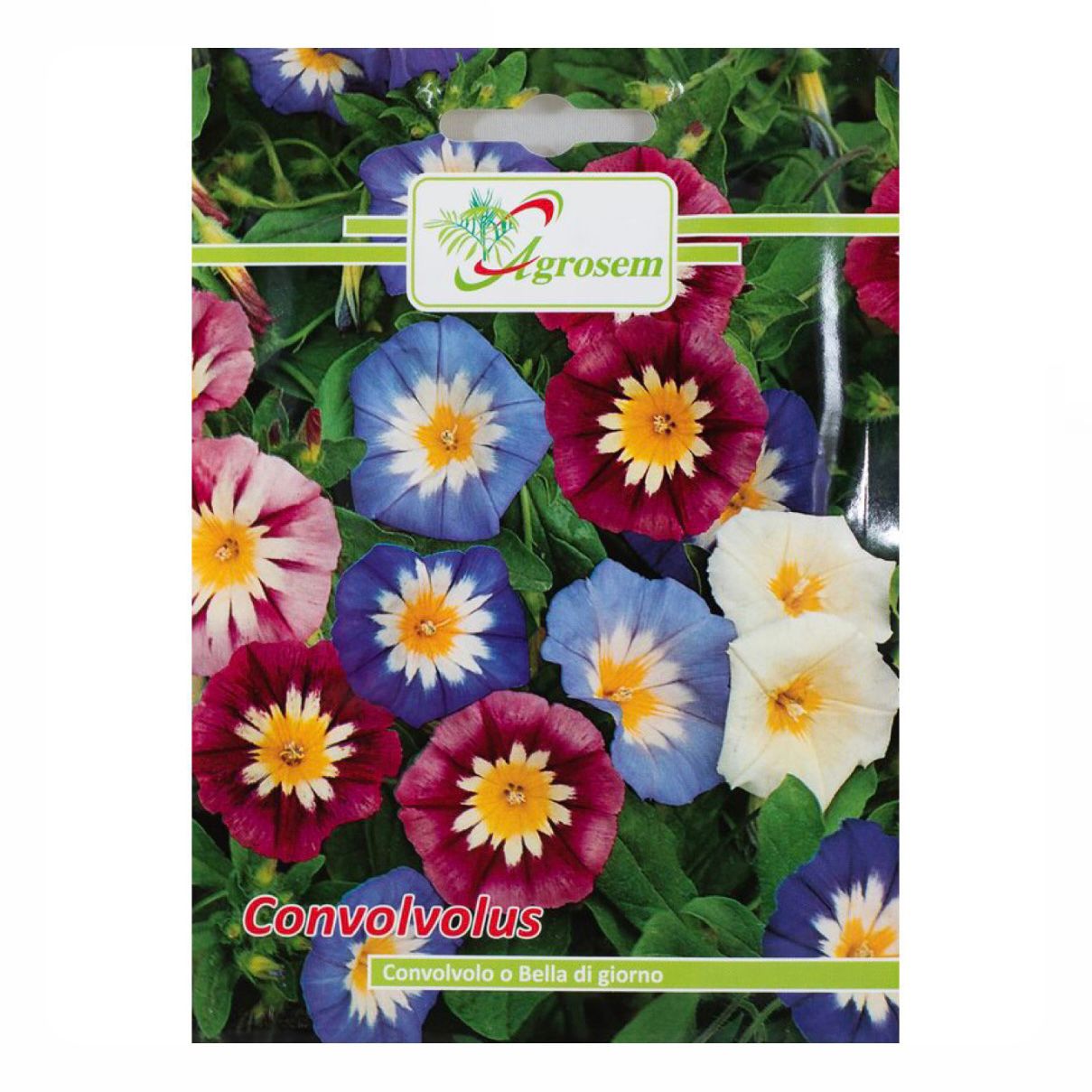 Seminte Flori CONVOLVUS, Agrosem - 2 GR