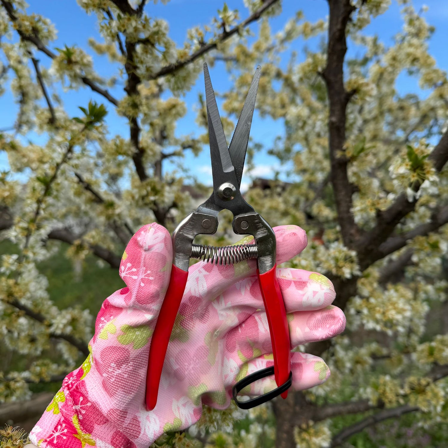 Foarfeca de Gradinarit Profesionala pentru Fructe si Flori - 20 CM,  Gardence, Recolta Fructe, Legume, Vita-de-Vie, Flori