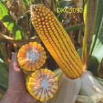 DKC 5092, FAO 350 - 390, Samanta Porumb Dekalb (sac 80.000 boabe)