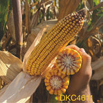 DKC 4611, FAO 350 - 390, Samanta Porumb Dekalb (sac 80.000 boabe)