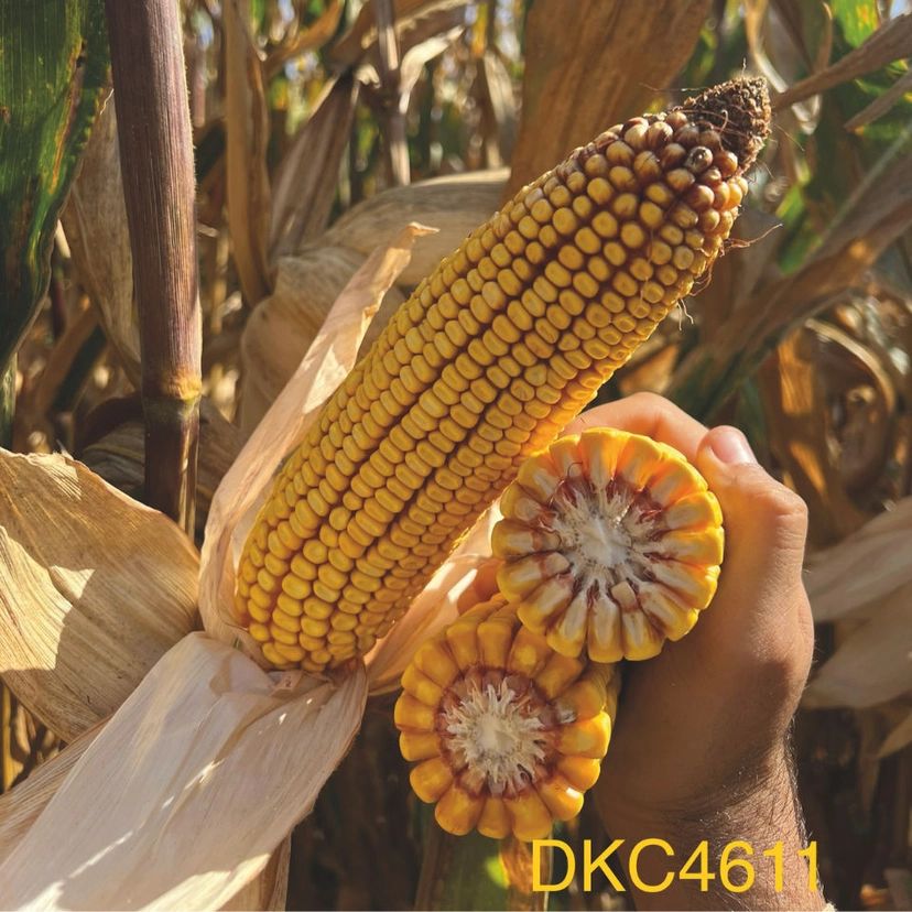 DKC 4611, FAO 350 - 390, Samanta Porumb Dekalb (sac 80.000 boabe)