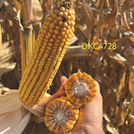 DKC 4728, FAO 350 - 390, Samanta porumb Dekalb (sac 80.000 boabe)