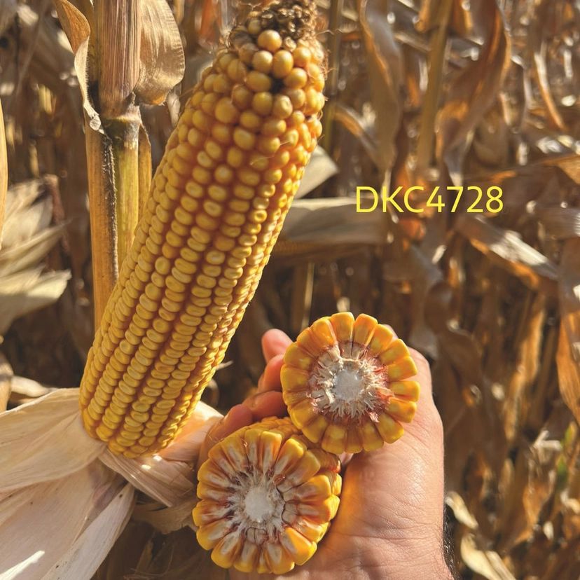 DKC 4728, FAO 350 - 390, Samanta porumb Dekalb (sac 80.000 boabe)