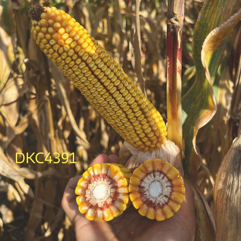 DKC 4391, FAO 300 - 340, Samanta Porumb Dekalb (sac 80.000 boabe)